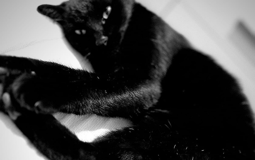 Milu foi abandonado ainda filhote — gato vidente Milu