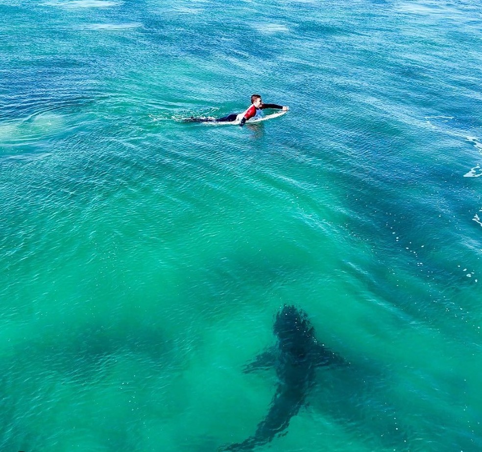Tubarão nada ao lado de surfista local em Jeffreys Bay — Foto: Reprodução