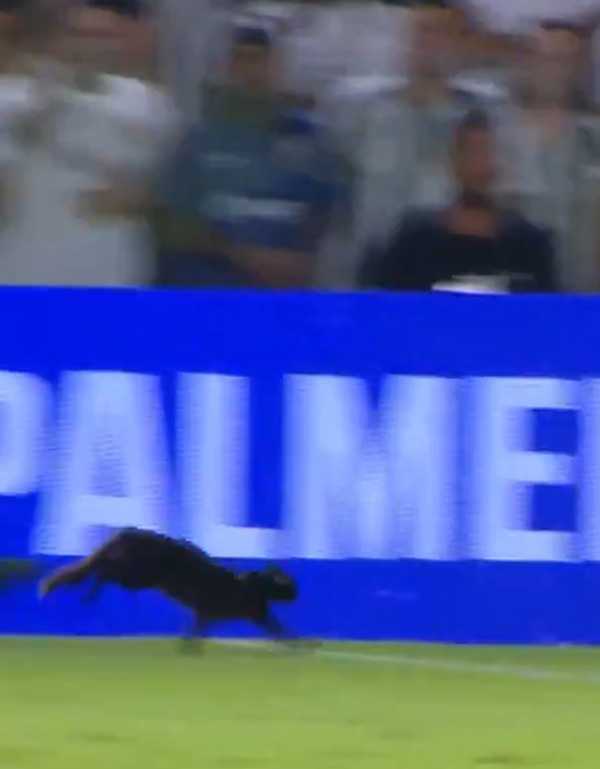 Gato preto interrompe final entre Santos e Palmeiras com corrida em alta velocidade