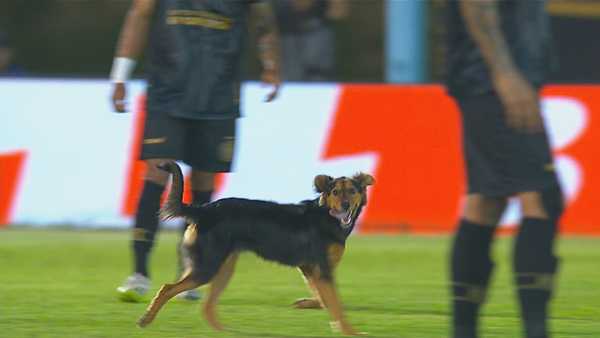 Cachorro invade gramado e interrompe jogo entre Monsoon e Grêmio