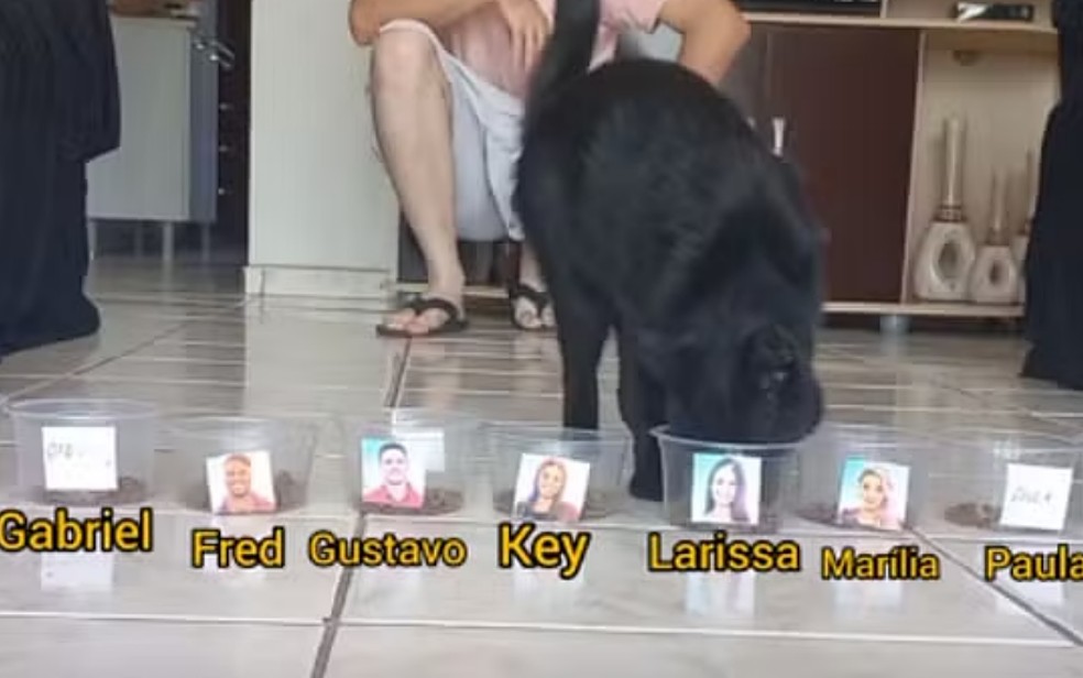 gato vidente Milu em vídeo