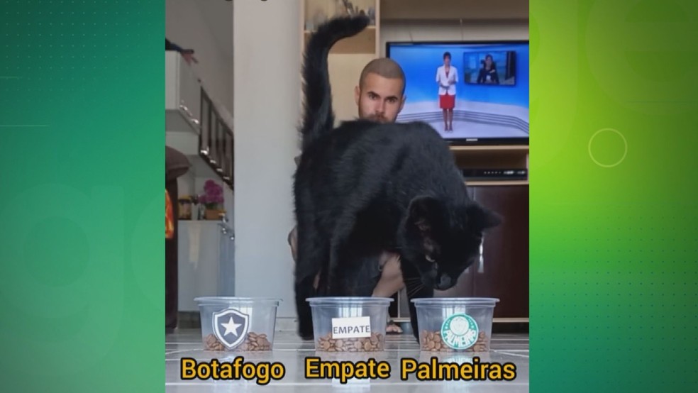 Botafogo x Palmeiras: gato 'vidente' revela quem vencerá jogo decisivo
