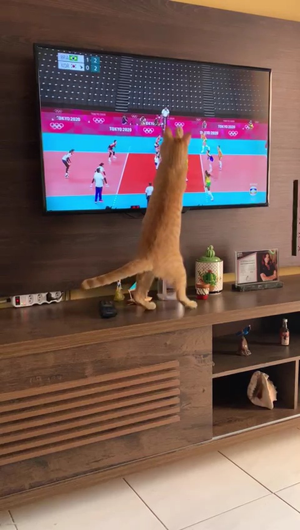 Gato reage a jogo de vôlei do Brasil e “ajuda” em ataque durante  classificação à final olímpica; vídeo, olimpíadas