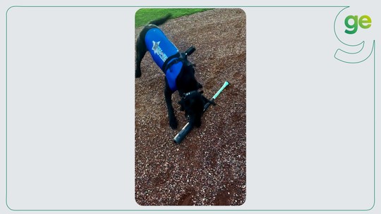 Cão recolhe tacos em jogos de beisebol e vira sensação nos EUA - Programa: ge highlights 