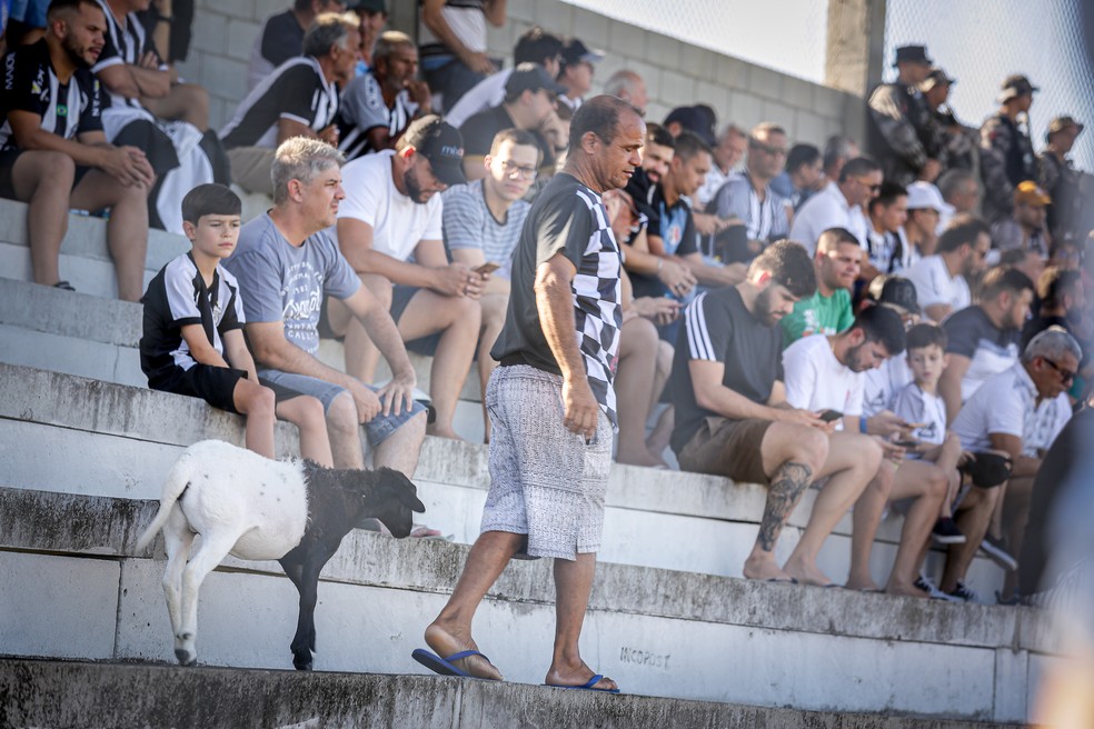 Estrelinha passeando na arquibancada do Ernestão — Foto: Rafael Costa