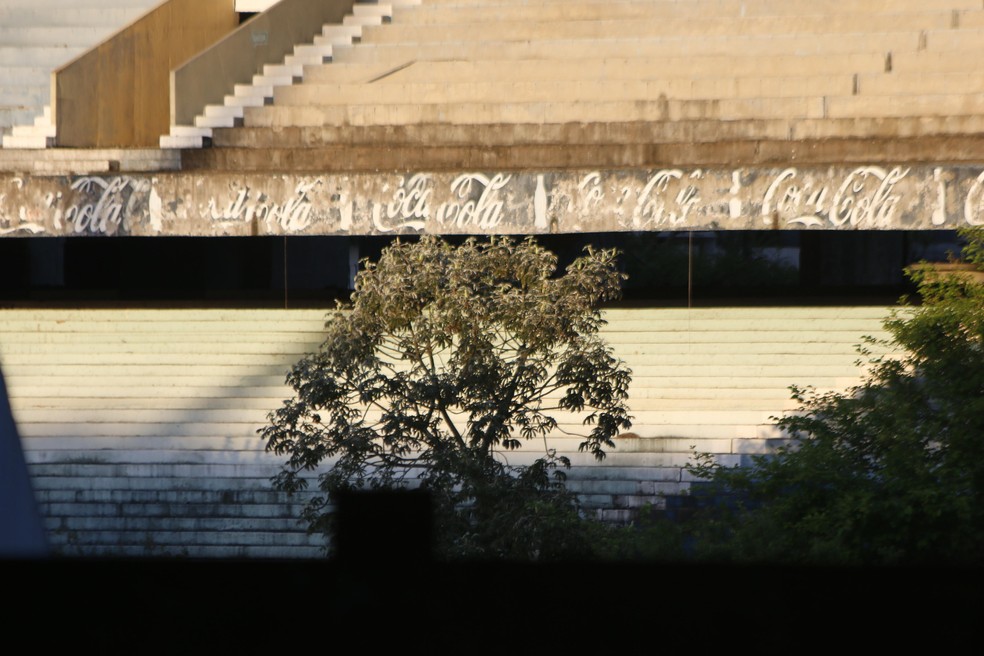 Árvores crescem dentro do que era o gramado do Estádio Olímpico