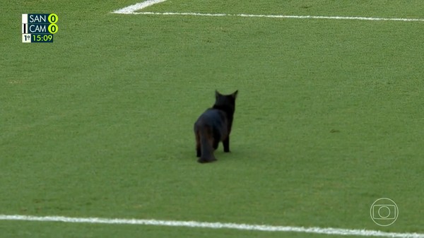 Santos x Atlético: gato preto 'invade' gramado da Vila Belmiro; vídeo