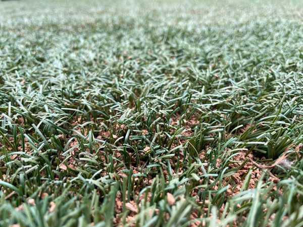 Palmeiras investe em campo natural e se destaca no Allianz Parque