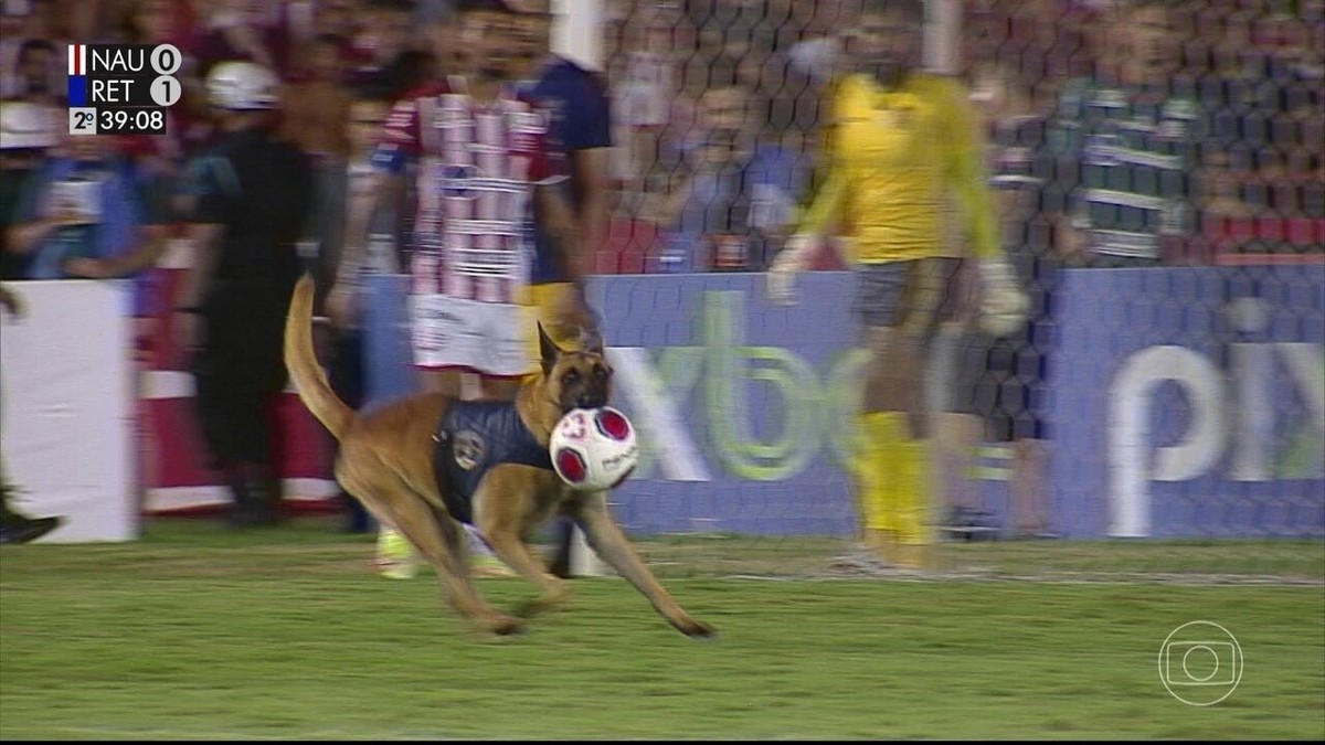 Pré-Copa do Nordeste: gato invade campo e rouba a cena em partida