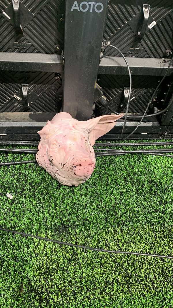Torcedor do Corinthians Presta Depoimento por Levar Cabeça de Porco em Dérbi.