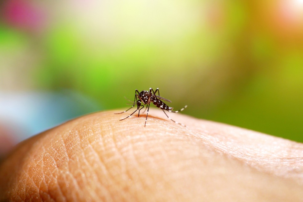 Dengue é provocada por vírus transmitido por picada do mosquito Aedes aegypti — Foto: iStock