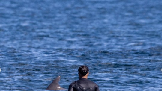 Golfinho ou tubarão?: Italo posta encontro "que é o terror dos surfistas 🏄‍♂️🦈"