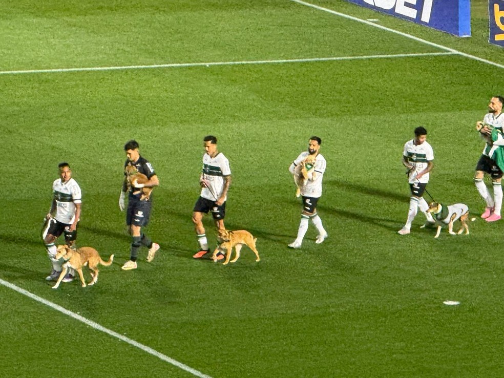 Elenco do Coritiba entra em campo com cães para incentivar adoção — Foto: Guto Marchiori
