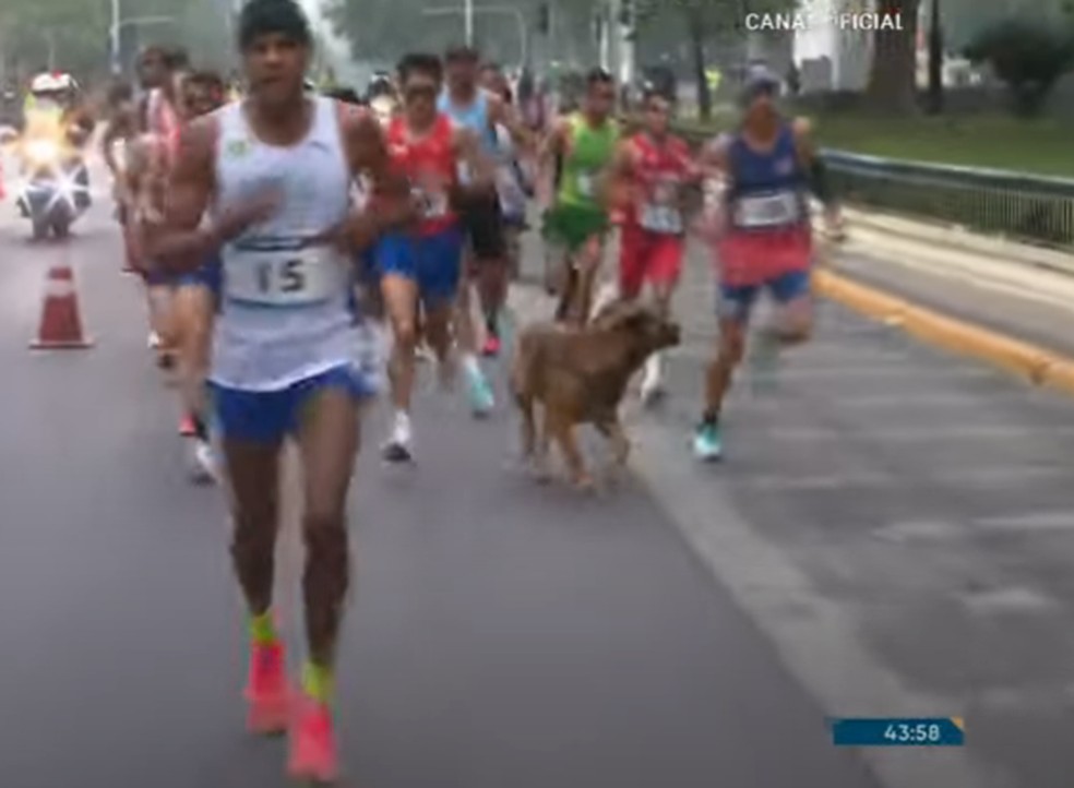 Cachorro atravessa na frente de corredores durante a maratona em Santiago &mdash; Foto: Reprodu&ccedil;&atilde;o/Canal Ol&iacute;mpico do Brasil