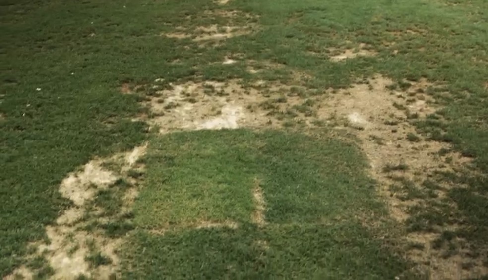 Imagens exclusivas de Cotia — Foto: Reprodução