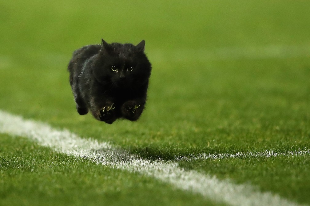 Gato preto interrompe jogo da NFL e time brinca: Halloween ainda