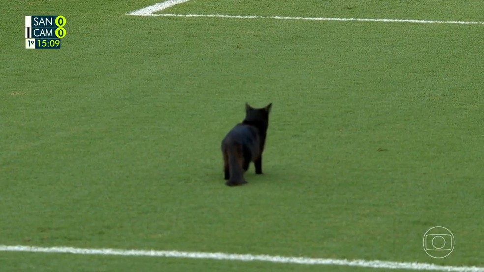 Santos x Atlético-MG: gato preto invade gramado da Vila Belmiro