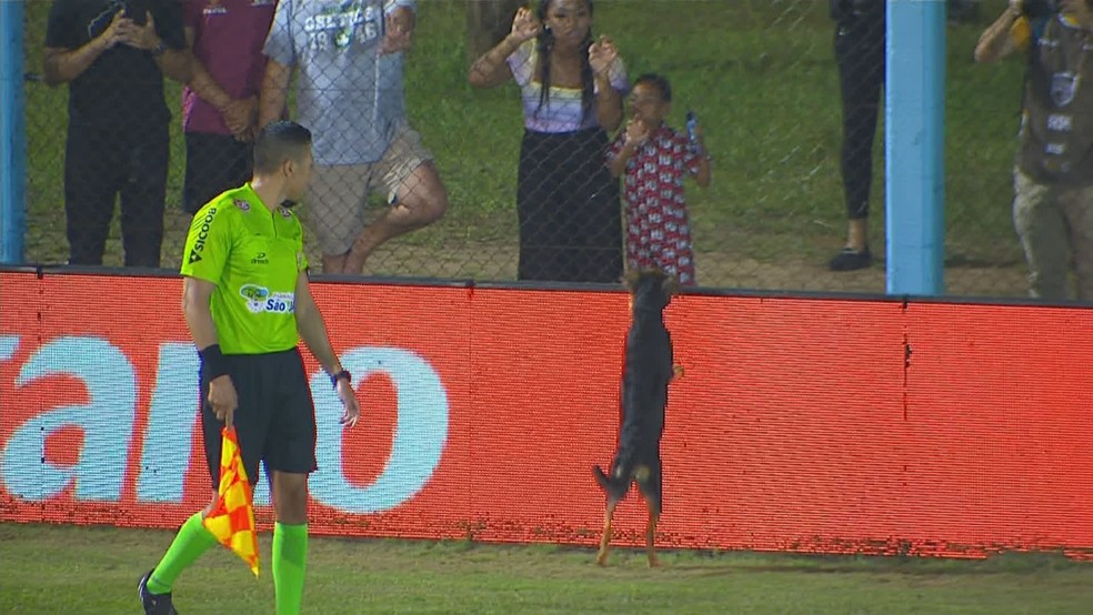 Cachorro tenta sair de campo e não consegue — Foto: Reprodução