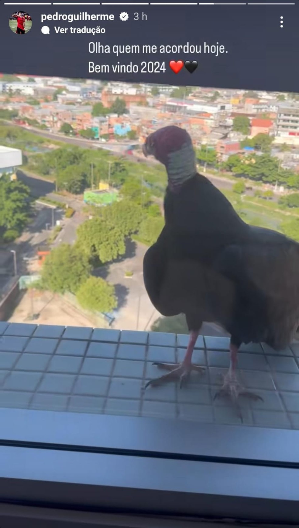 Pedro registra urubu em janela do hotel do Flamengo em Manaus — Foto: Reprodução