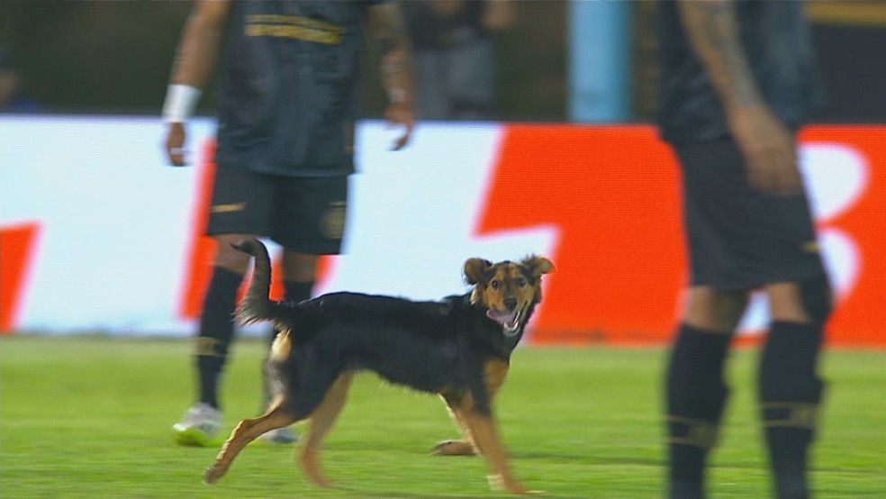 Cachorro invade Monsoon x Grêmio — Foto: Reprodução