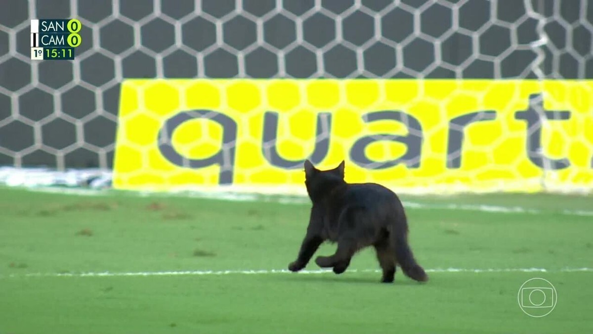 Santos x Atlético-MG: gato preto invade gramado da Vila Belmiro