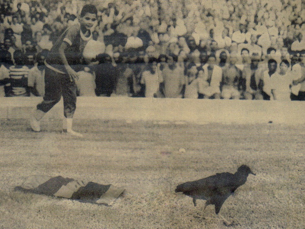 Urubu no Maracanã, em 1969 — Foto: Arquivo/ge