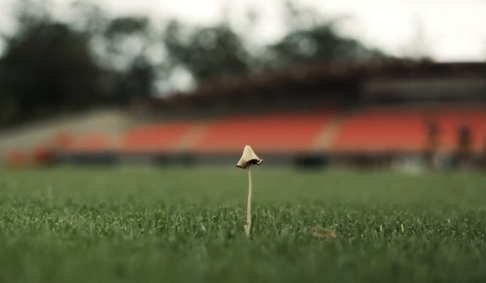 Imagens exclusivas de Cotia — Foto: Reprodução