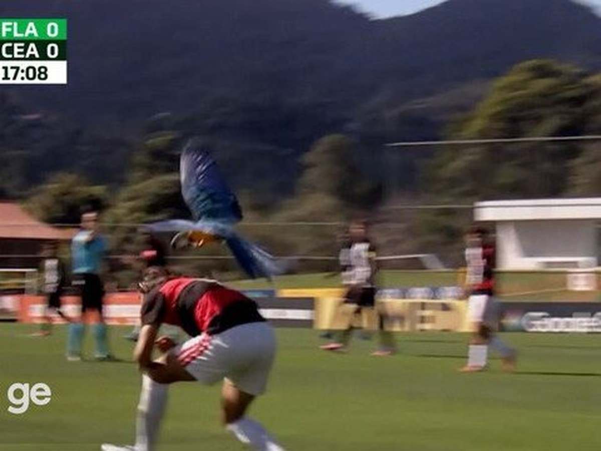 Zagueiro do Flamengo atacado por arara em jogo da base relata susto: "Deu para sentir o vento na cabeça"