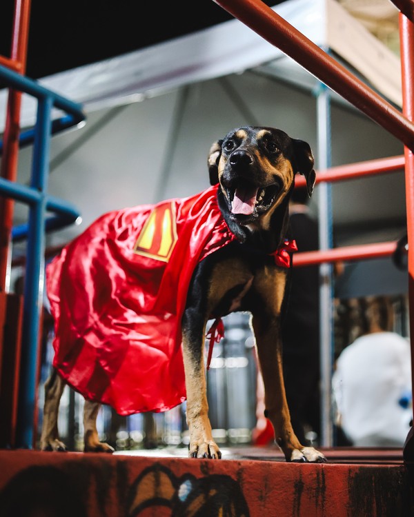 Bahia faz ação para promover a adoção de animais — Foto: Letícia Martins / EC Bahia