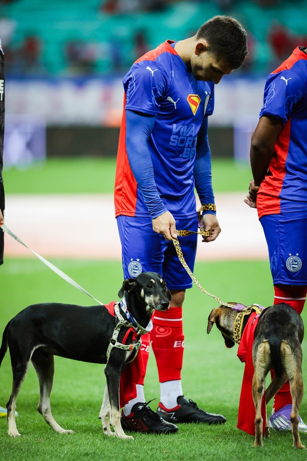 Cachorros em Bahia x Retrô — Foto: Fotos: Letícia Martins/Bahia