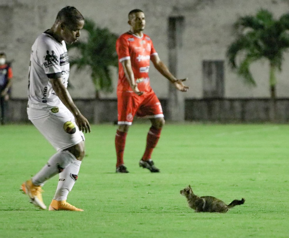 Pré-Copa do Nordeste: gato invade campo e rouba a cena em partida