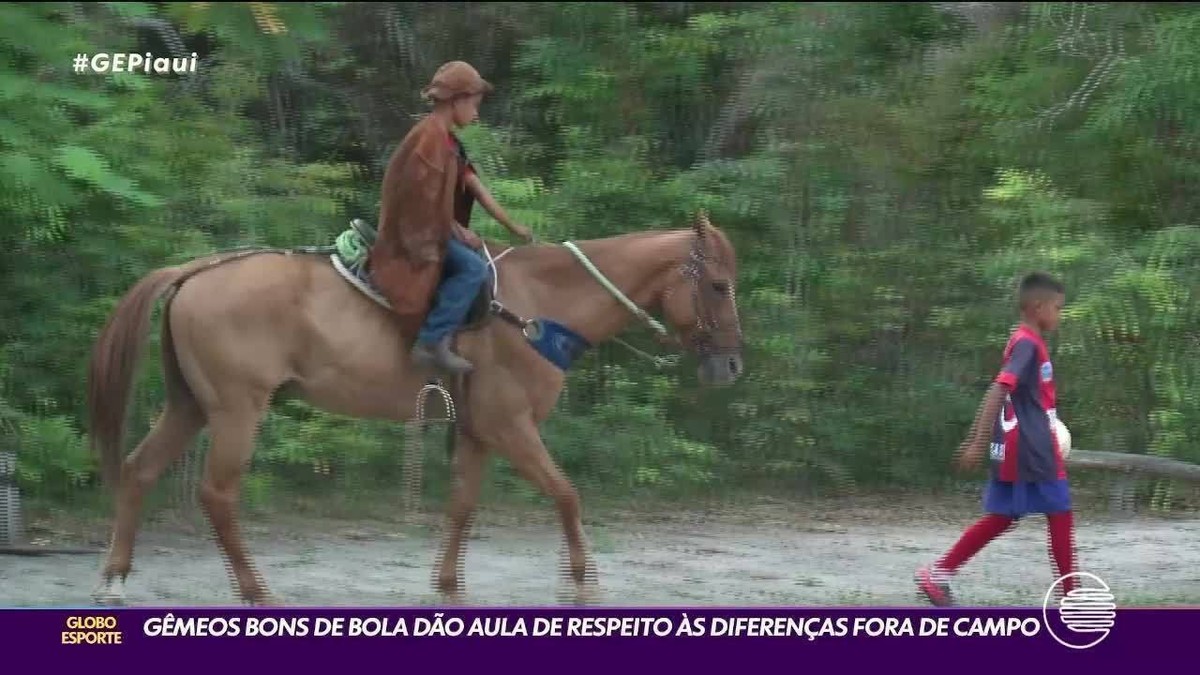 Cavalo é jogado de ponte na Zona da Mata de PE; veja vídeo - Blog