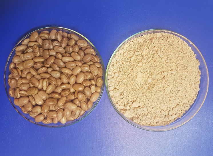 Bean protein: concentrado proteico do feijão carioca é o 