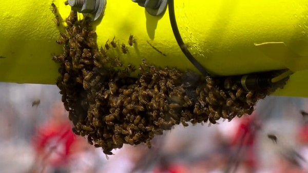 NFL tem abelhas, chute no traseiro e gol brasileiro da vitória, futebol  americano