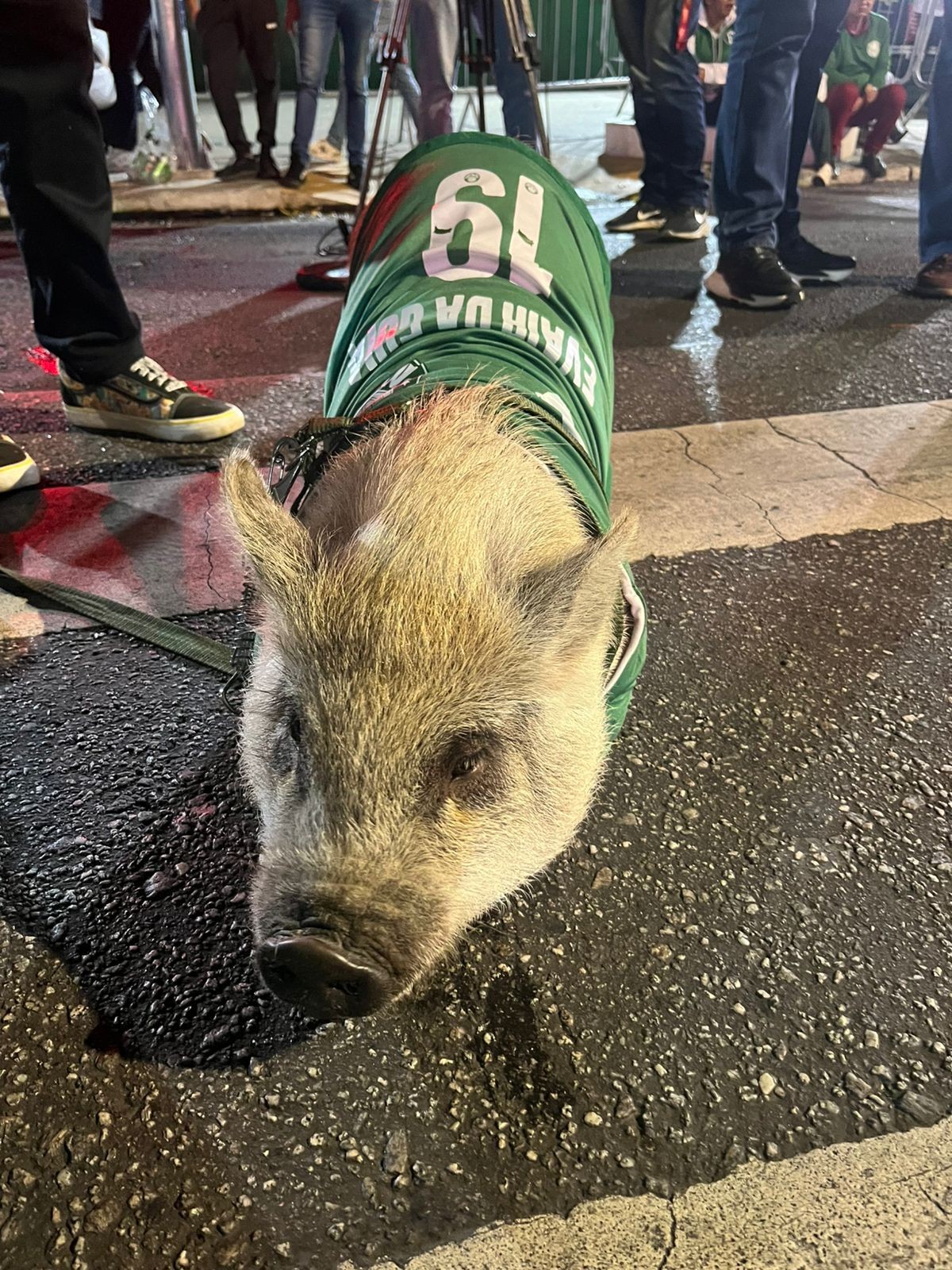 Porco com nome de ídolos palmeirenses anima pré-jogo da Libertadores no Allianz.