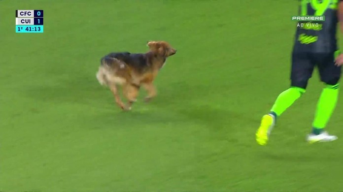 Pré-Copa do Nordeste: gato invade campo e rouba a cena em partida