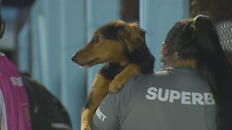 Cachorro é retirado de campo de Monsoon x Grêmio — Foto: Reprodução