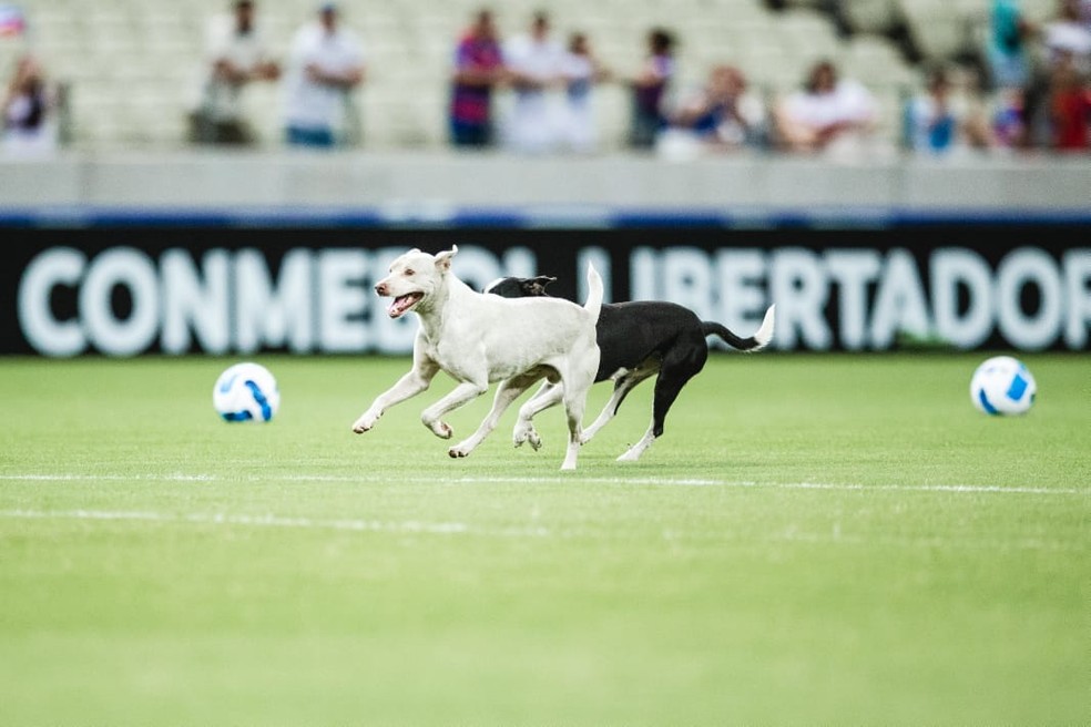 Torcida do Luton Town leva cachorro para assistir o jogo contra o Tottenham  : r/futebol