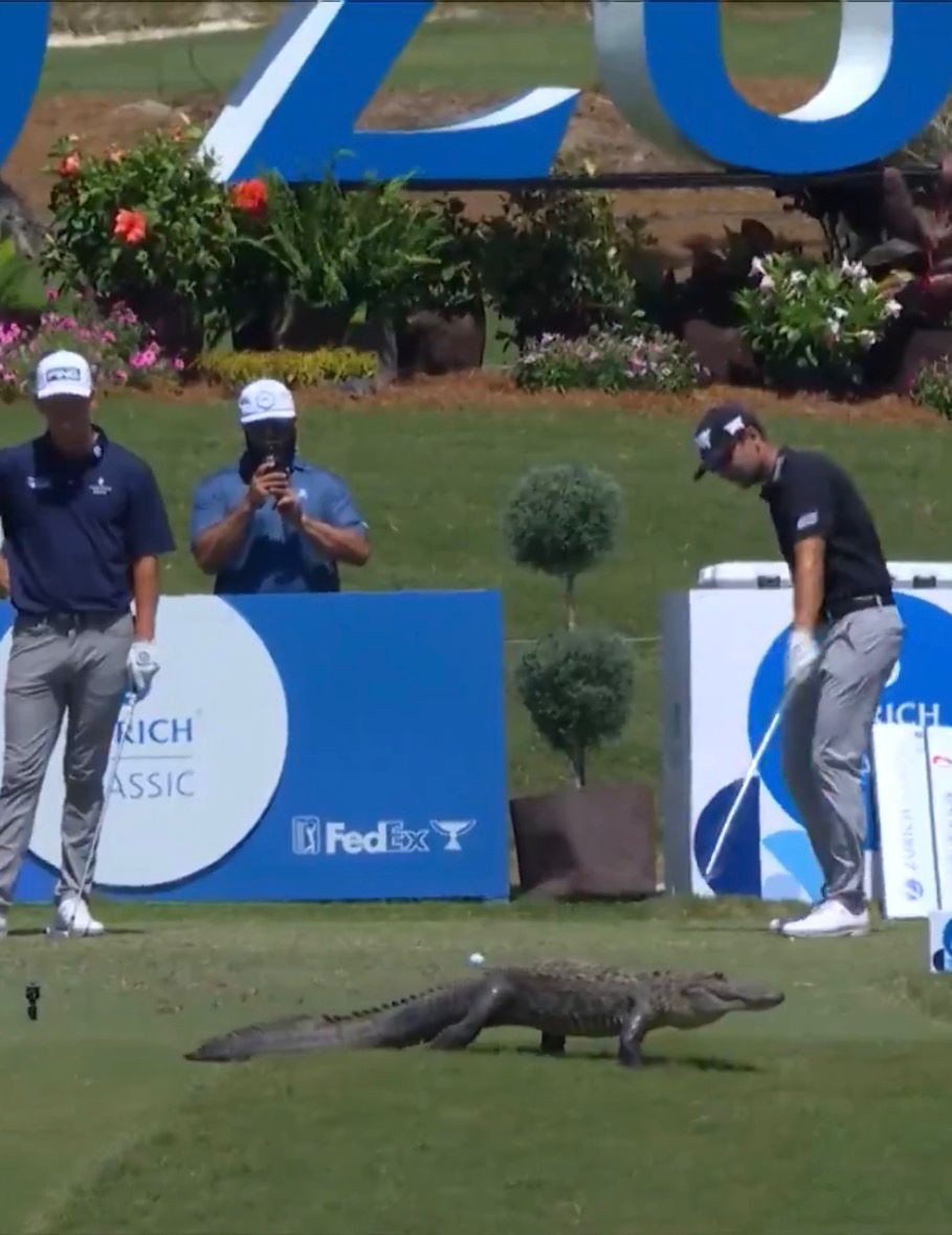 Jacaré "invade" campo e passeia entre golfistas durante torneio nos Estados Unidos