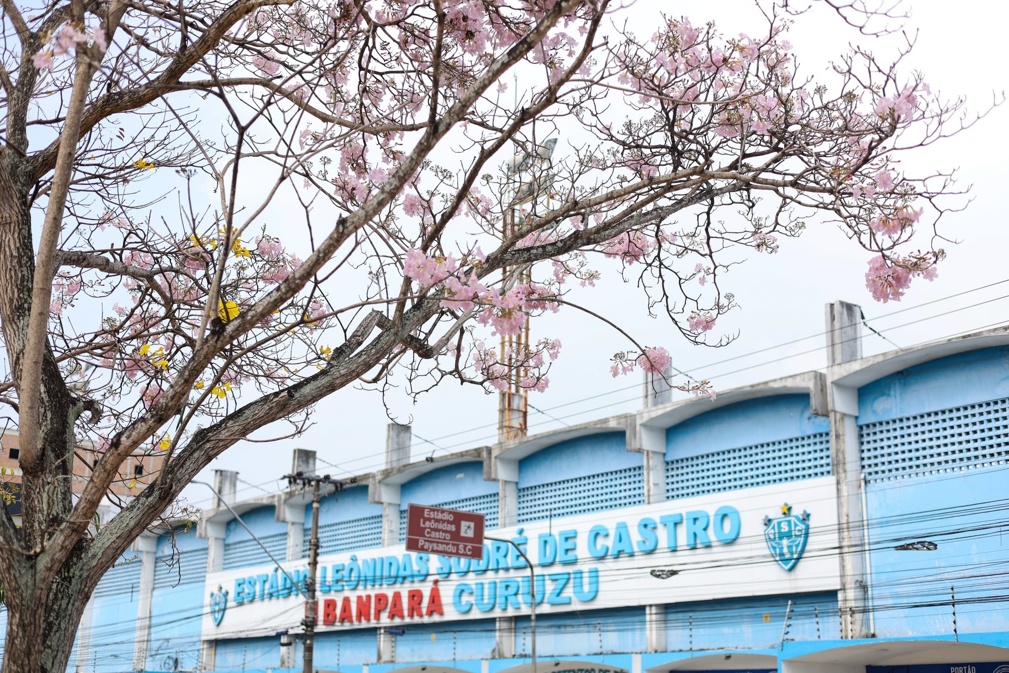 Paysandu entra com recuperação judicial e mira quitar R$ 16 milhões