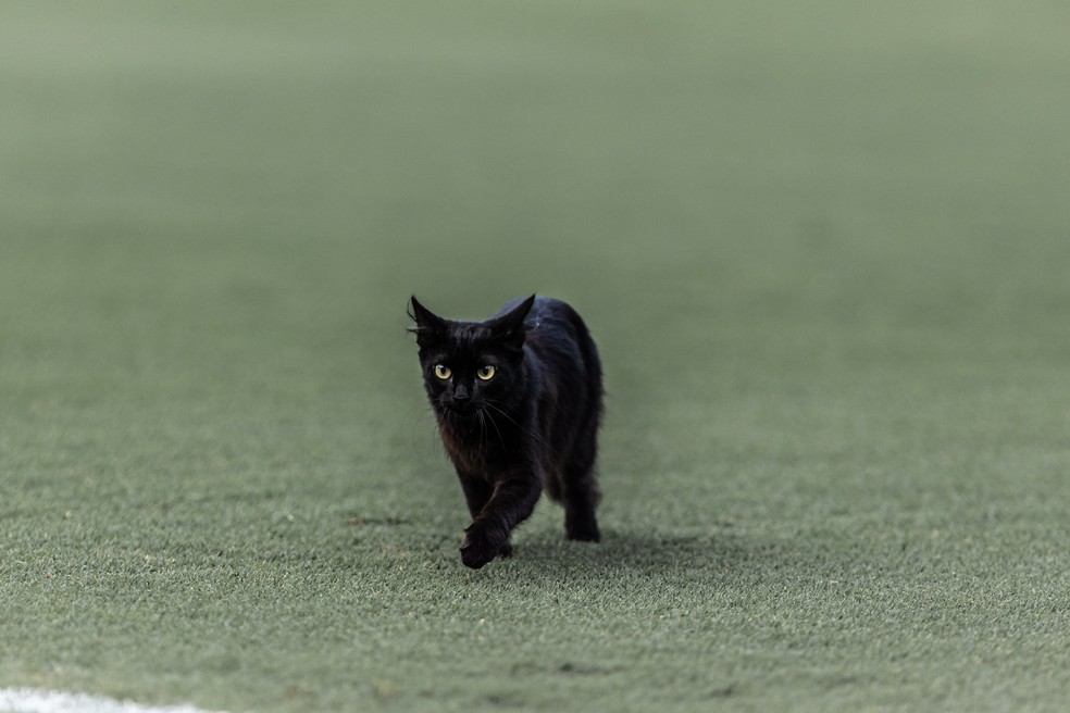 Jogo americano de PVC para gato preto conjunto de 1, gatos pretos